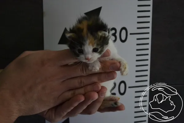 Znaleziono kota, Chełmek, 18 lipca 2024