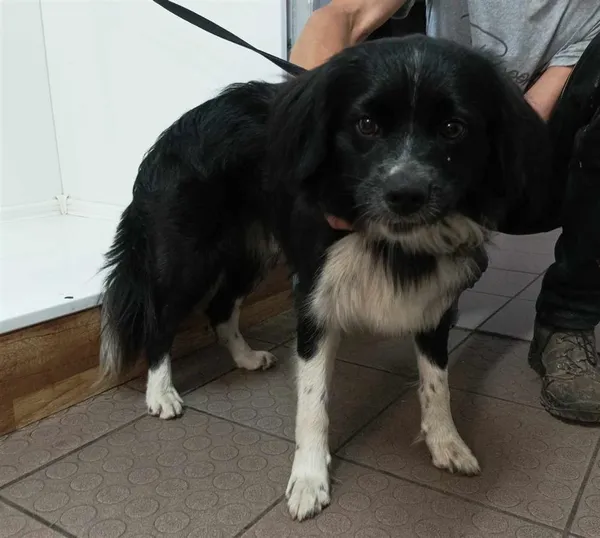 Pies do adopcji, Bytom, 18 lipca 2024