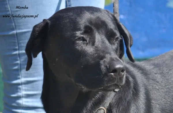 Pies do adopcji, Nowy Dwór Mazowiecki, 18 lipca 2024 (1/5)