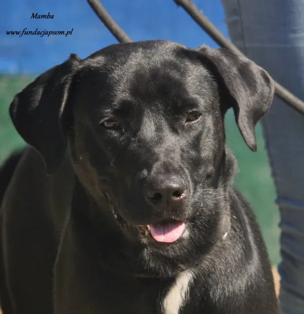Pies do adopcji, Nowy Dwór Mazowiecki, 18 lipca 2024 (2/5)