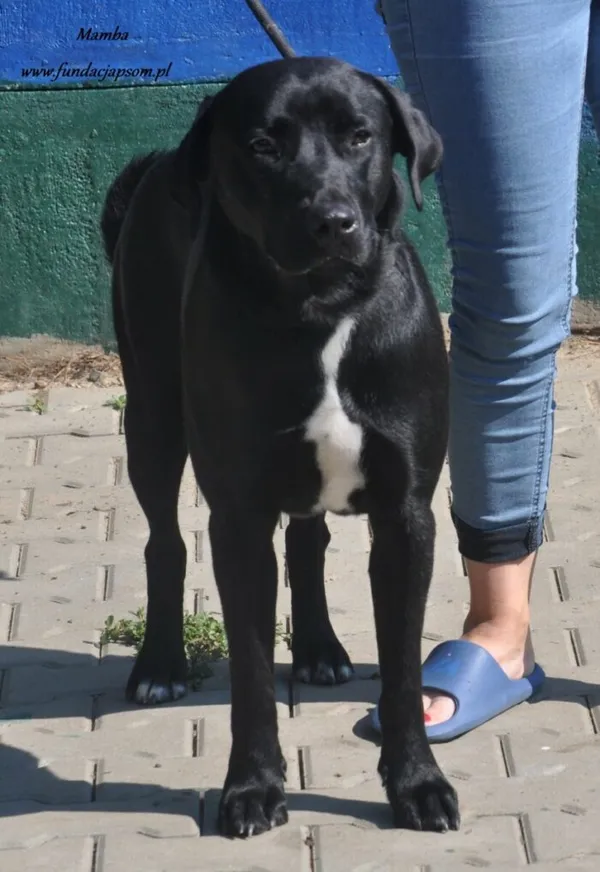 Pies do adopcji, Nowy Dwór Mazowiecki, 18 lipca 2024 (3/5)