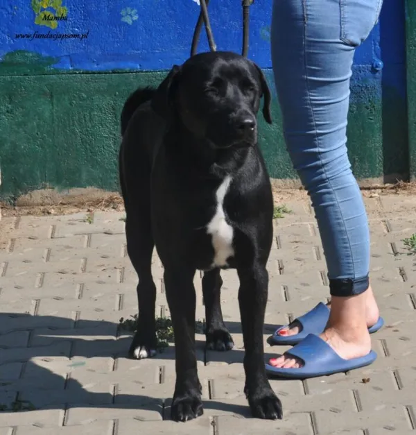 Pies do adopcji, Nowy Dwór Mazowiecki, 18 lipca 2024 (4/5)