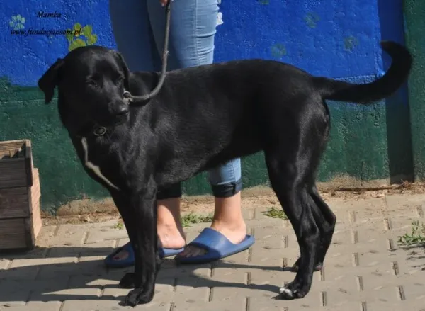 Pies do adopcji, Nowy Dwór Mazowiecki, 18 lipca 2024 (5/5)