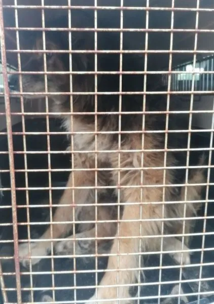 Znaleziono psa, Radom, 17 lipca 2024