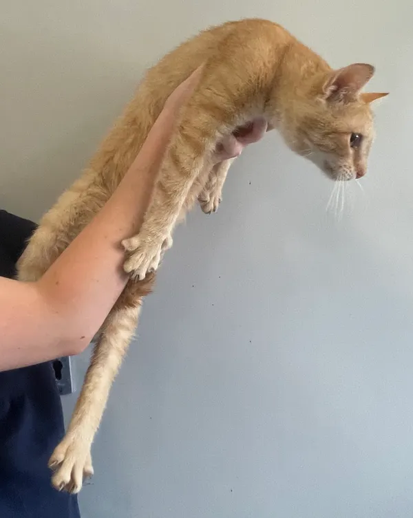 Znaleziono kota, Lublin, 17 lipca 2024