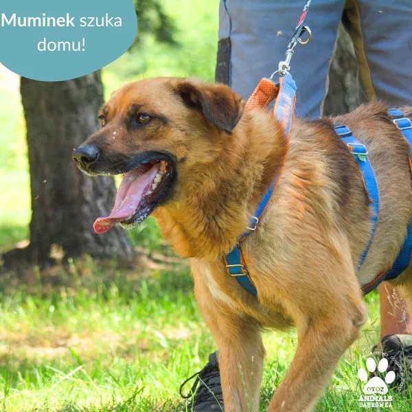 Pies do adopcji, Dąbrówka, 18 lipca 2024 (3/5)