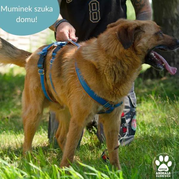 Pies do adopcji, Dąbrówka, 18 lipca 2024 (4/5)
