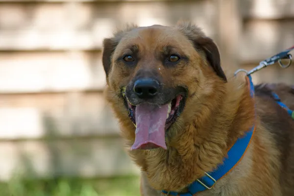 Pies do adopcji, Dąbrówka, 18 lipca 2024 (5/5)