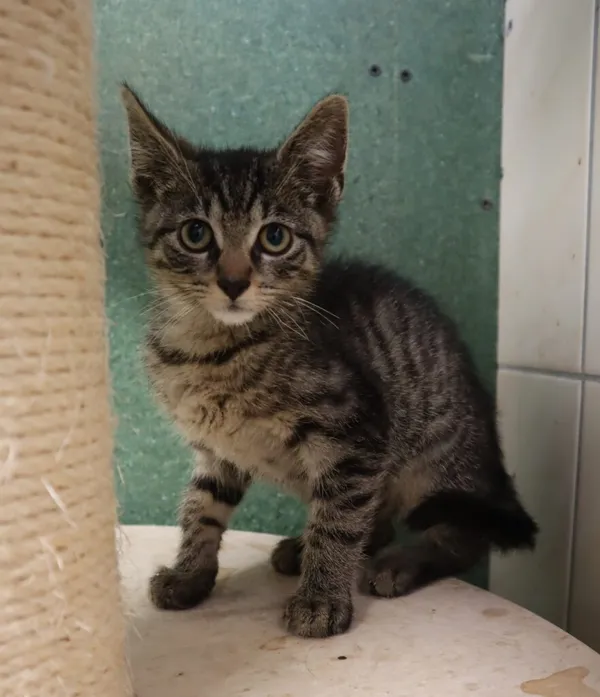 Kot do adopcji, Częstochowa, 4 czerwca 2024 (1/2)