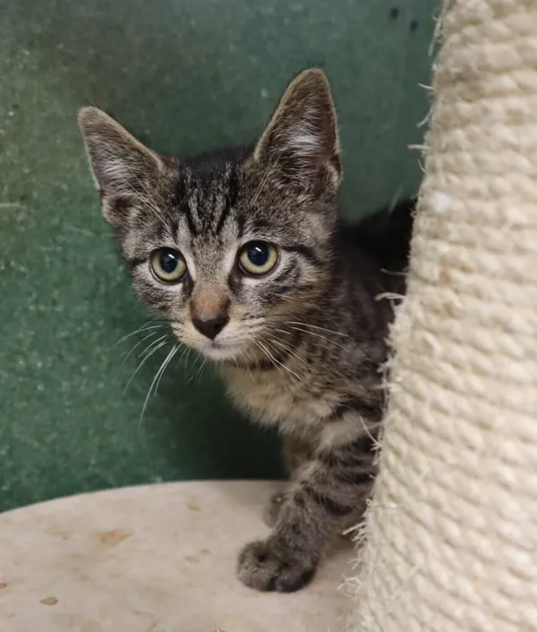 Kot do adopcji, Częstochowa, 4 czerwca 2024 (2/2)