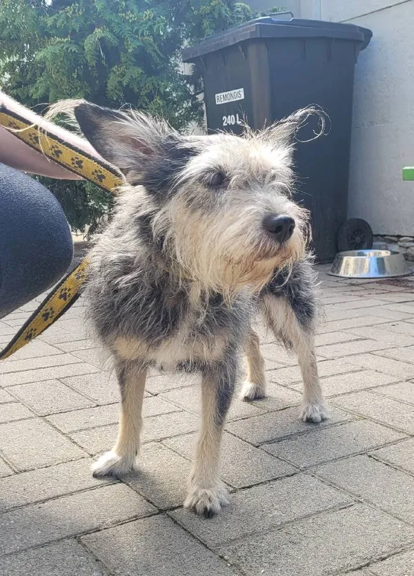 Znaleziono psa, Łódź, 18 lipca 2024 (2/3)