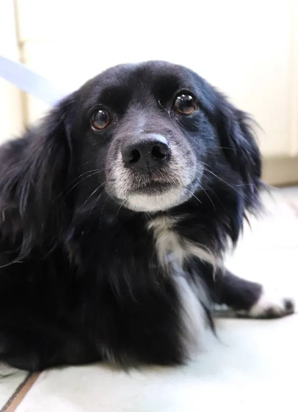 Znaleziono psa, Łódź, 18 lipca 2024 (1/2)