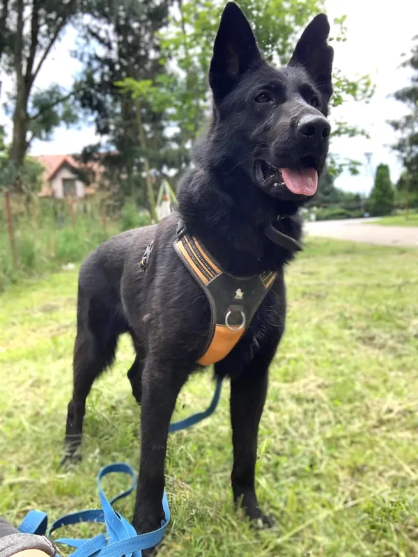 Pies do adopcji, Pawłowo, 18 lipca 2024 (2/3)