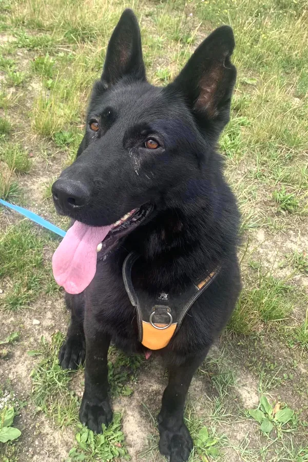 Pies do adopcji, Pawłowo, 18 lipca 2024 (3/3)