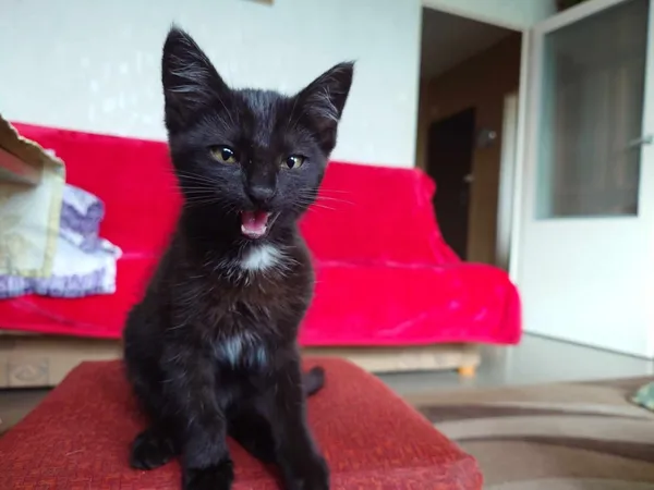 Znaleziono kota, Łódź, 18 lipca 2024