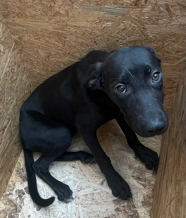 Znaleziono psa, Lublin, 17 lipca 2024