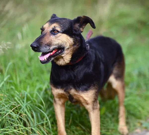 Oddam psa, Olsztyn, Dajtki, 19 lipca 2024 (3/5)