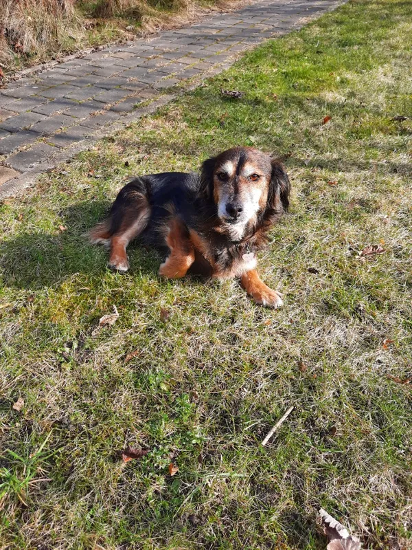 Zaginął pies, Legionowo, 19 lipca 2024