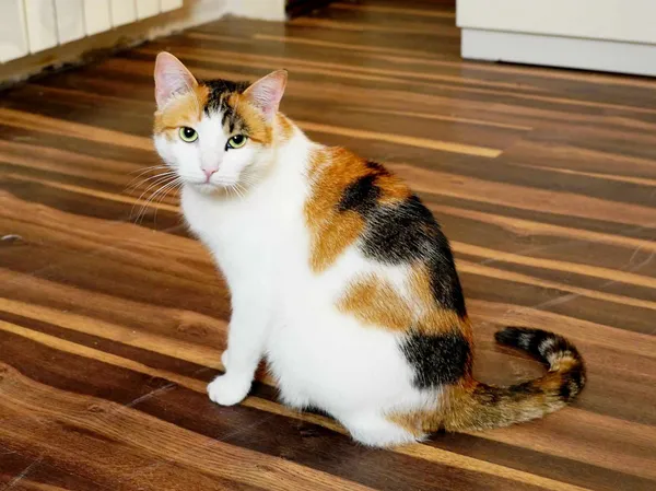 Zaginął kot, Bydgoszcz, Leśne, 19 lipca 2024