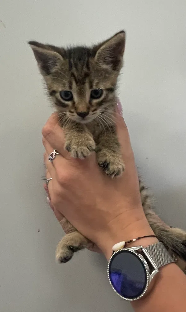 Znaleziono kota, Lublin, 18 lipca 2024