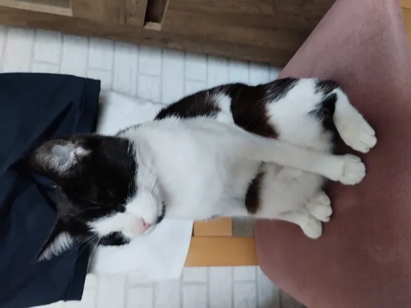 Zaginął kot, Łódź, 18 lipca 2024