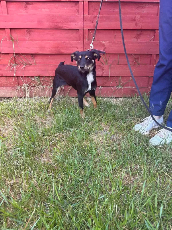 Znaleziono psa, Czartki, 19 lipca 2024