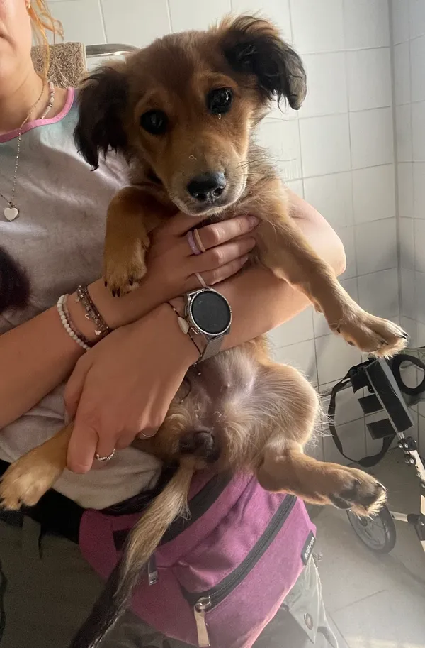 Znaleziono psa, Lublin, 18 lipca 2024