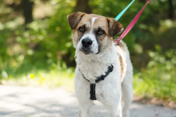 Pies do adopcji, Nowodwór, 19 lipca 2024 (1/5)