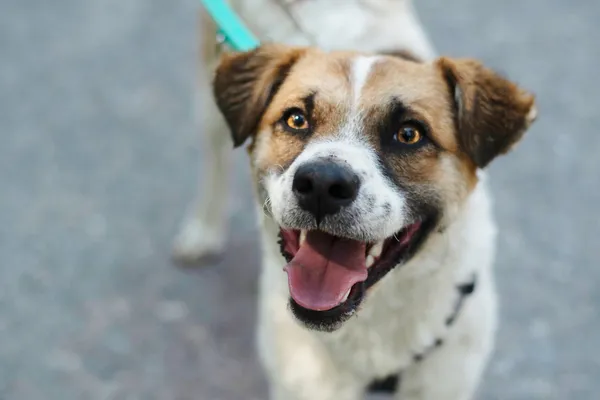 Pies do adopcji, Nowodwór, 19 lipca 2024 (2/5)