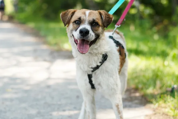 Pies do adopcji, Nowodwór, 19 lipca 2024 (3/5)