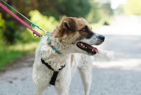 Pies do adopcji, Nowodwór, 19 lipca 2024 (4/5)