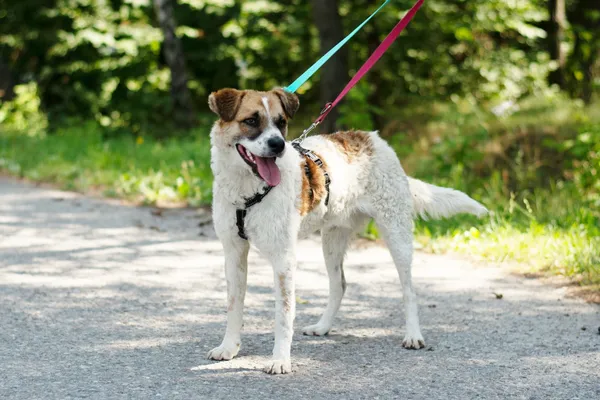 Pies do adopcji, Nowodwór, 19 lipca 2024 (5/5)