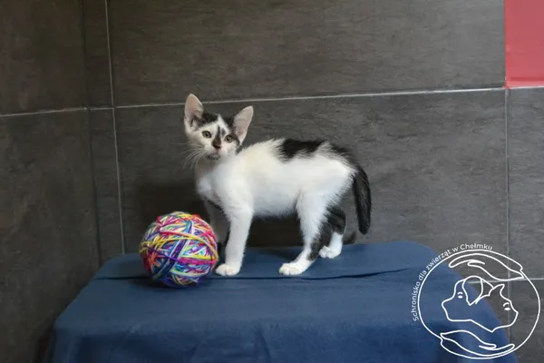 Kot do adopcji, Chełmek, 10 czerwca 2024