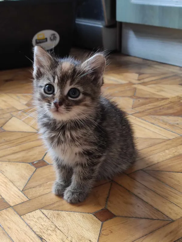 Znaleziono kota, Sosnowiec, 2 listopada 2023 (2/3)