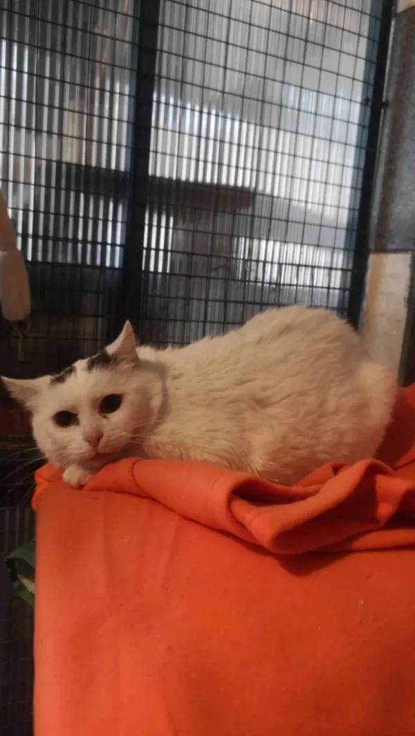 Kot do adopcji, Milanówek, 19 marca 2024 (3/4)