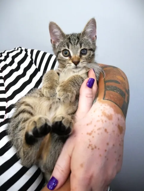 Kot do adopcji, Piła, 28 kwietnia 2024