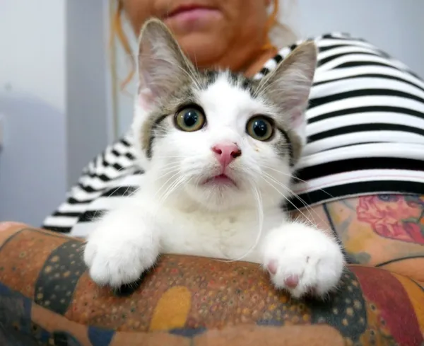 Kot do adopcji, Piła, 28 kwietnia 2024 (1/3)