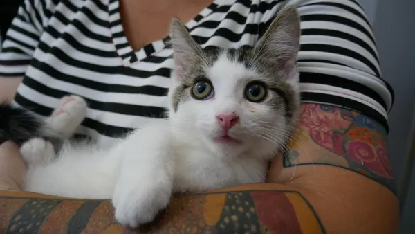 Kot do adopcji, Piła, 28 kwietnia 2024 (2/3)