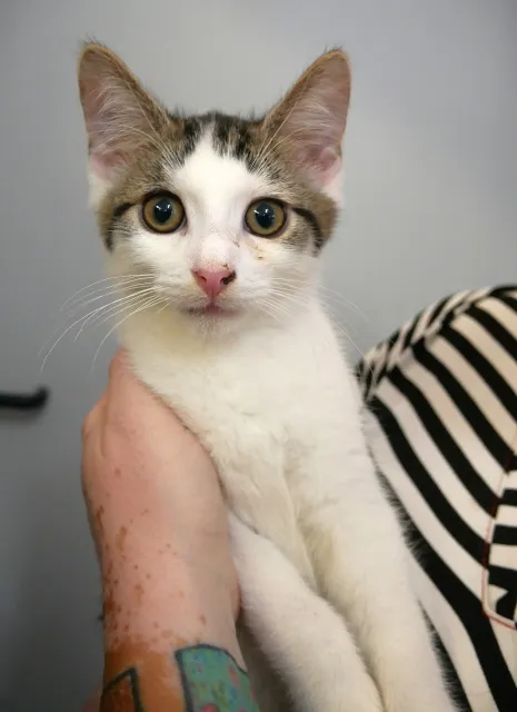 Kot do adopcji, Piła, 28 kwietnia 2024 (3/3)