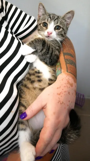 Kot do adopcji, Piła, 28 kwietnia 2024 (2/4)