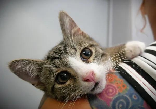 Kot do adopcji, Piła, 28 kwietnia 2024 (4/4)