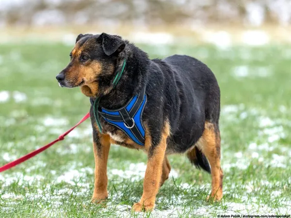 Pies do adopcji, Pawłowo, 23 kwietnia 2024 (1/3)