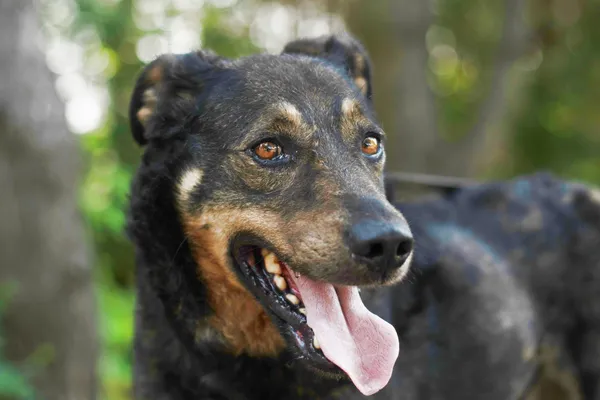 Pies do adopcji, Nowodwór, 19 lipca 2024 (1/5)