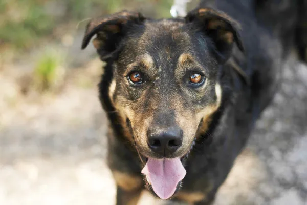 Pies do adopcji, Nowodwór, 19 lipca 2024 (3/5)