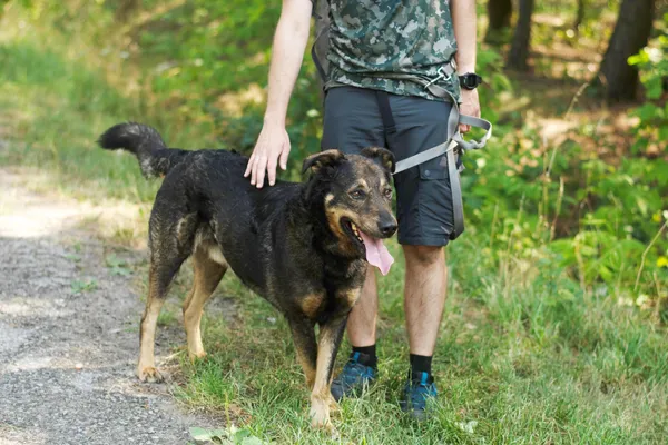 Pies do adopcji, Nowodwór, 19 lipca 2024 (4/5)