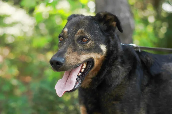 Pies do adopcji, Nowodwór, 19 lipca 2024 (5/5)