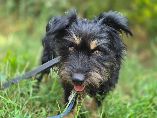 Pies do adopcji, Nowodwór, 19 lipca 2024 (1/5)