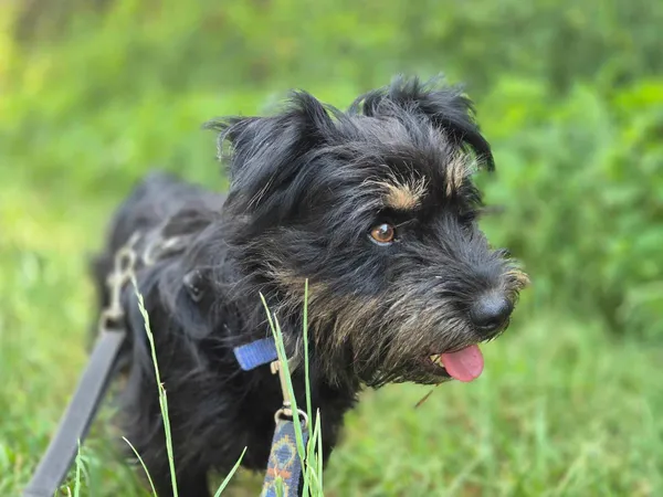 Pies do adopcji, Nowodwór, 19 lipca 2024 (2/5)