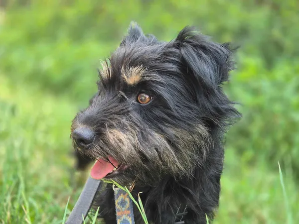 Pies do adopcji, Nowodwór, 19 lipca 2024 (3/5)