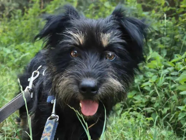 Pies do adopcji, Nowodwór, 19 lipca 2024 (4/5)